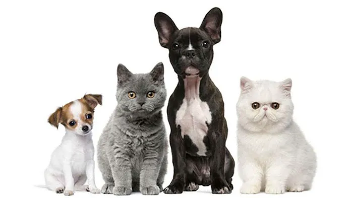 Cherokee Animal Care Clinic Picture 3