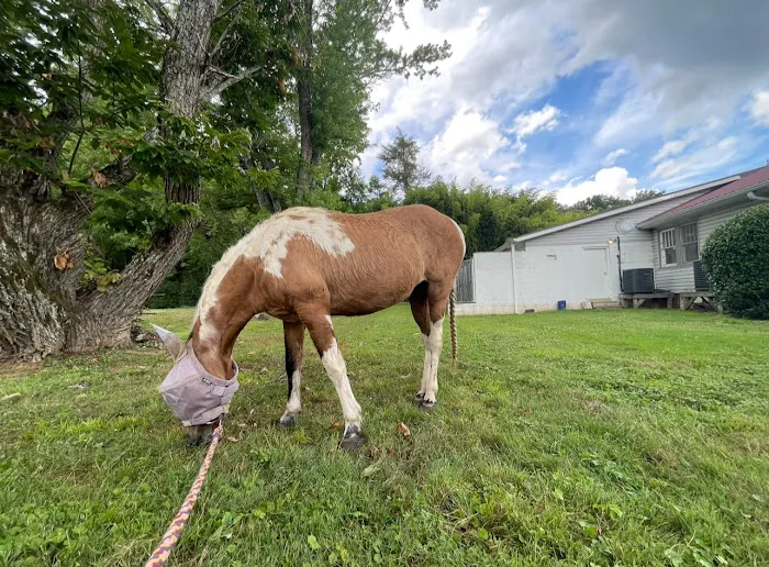 Bryson City Veterinary Hospital Picture 6