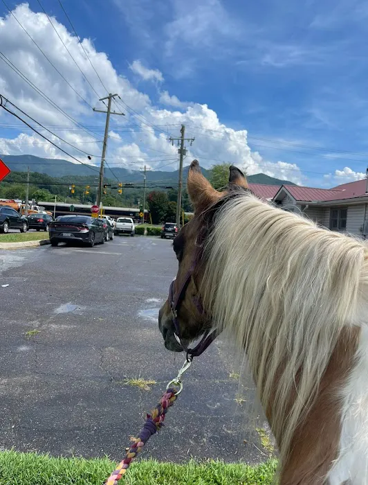 Bryson City Veterinary Hospital Picture 7
