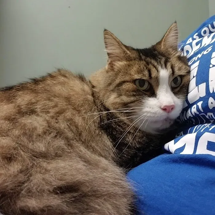 Green Valley Animal Hospital Picture 4