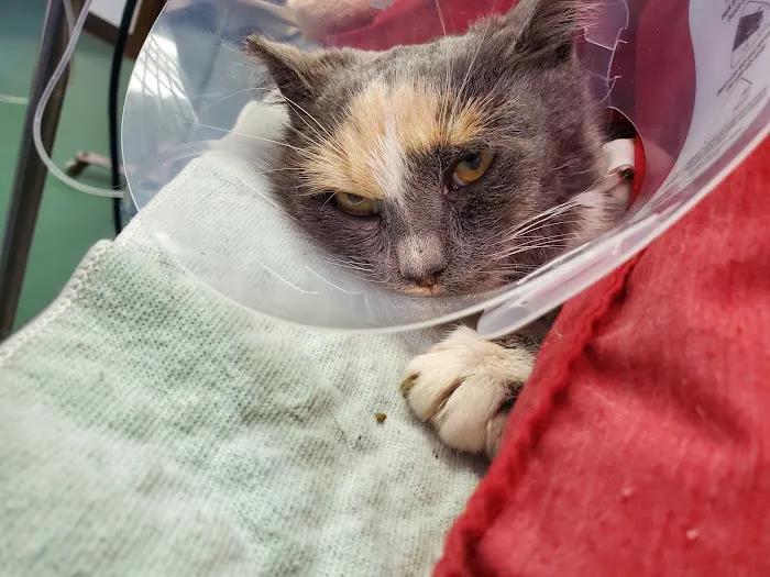 Green Valley Animal Hospital Picture 2