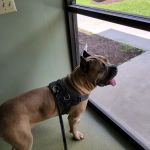 Green Valley Animal Hospital