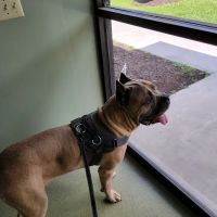 Green Valley Animal Hospital ico