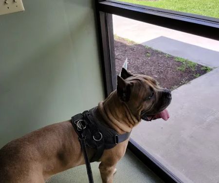 Green Valley Animal Hospital