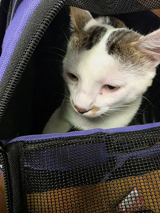 Animal Care Center Picture 6