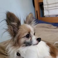 All Creatures Veterinary Clinic Inc ico