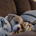 Happy Tails Veterinary Clinic