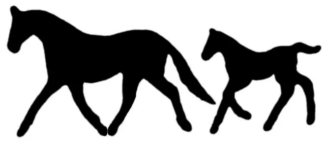 Carolina Coastal Equine Veterinary Service Picture 1