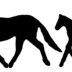 Carolina Coastal Equine Veterinary Service
