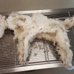 Burgaw Veterinary Hospital