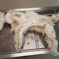 Burgaw Veterinary Hospital ico