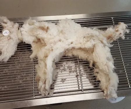 Burgaw Veterinary Hospital