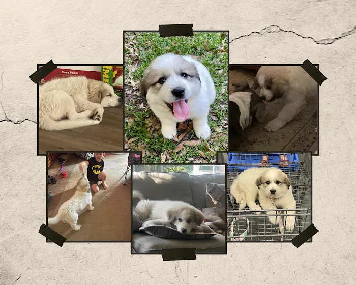 Burgaw Veterinary Hospital Picture 10