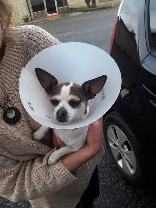 Healing Hands Animal Hospital Picture 10