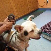 Animal Hospital of Onslow County ico