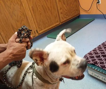 Animal Hospital of Onslow County