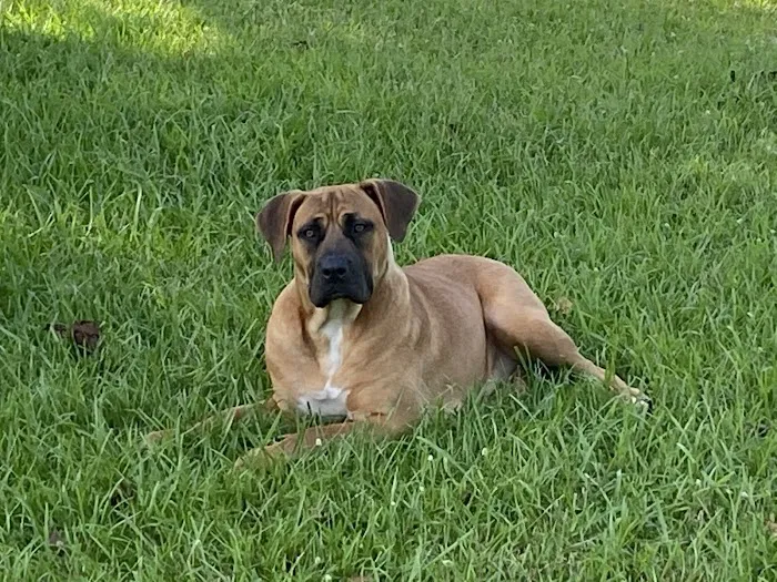 Animal Hospital of Onslow County Picture 8