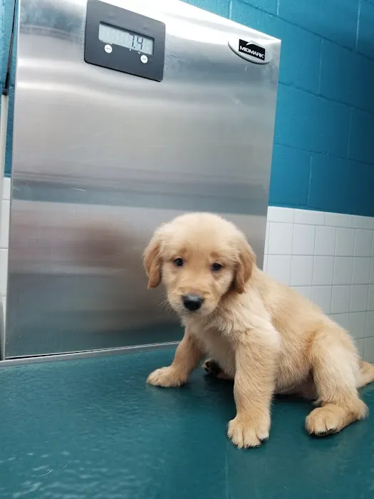 Academy Animal Hospital PA Picture 6