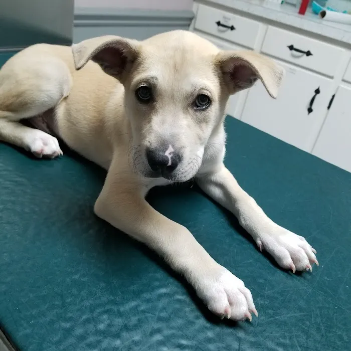 Academy Animal Hospital PA Picture 5