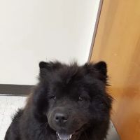 Camp Lejeune Veterinary Clinic ico