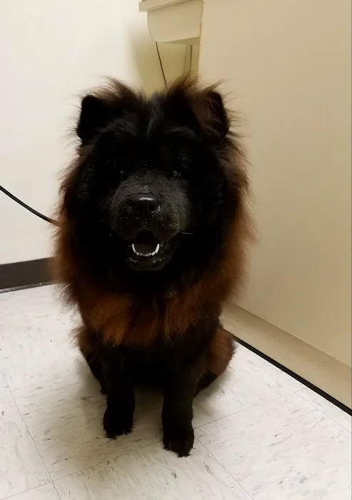 Camp Lejeune Veterinary Clinic Picture 10