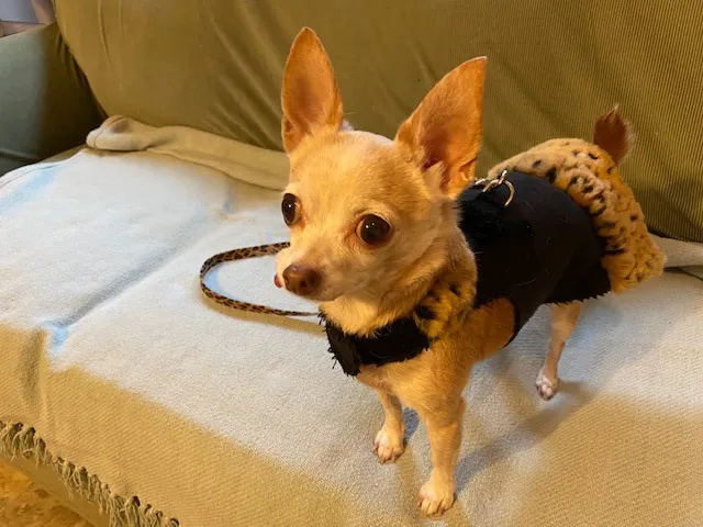 Joy-Chi Veterinary Acupuncture Picture 5