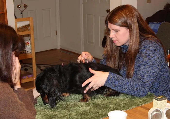 Joy-Chi Veterinary Acupuncture Picture 1