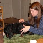 Joy-Chi Veterinary Acupuncture