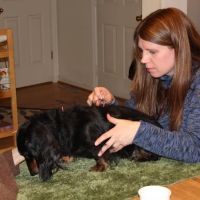 Joy-Chi Veterinary Acupuncture ico