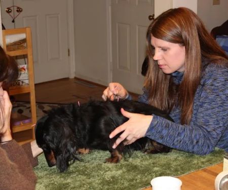 Joy-Chi Veterinary Acupuncture