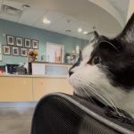 Langley Veterinary Clinic