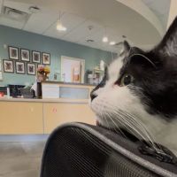 Langley Veterinary Clinic ico