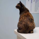 Poquoson Veterinary Hospital: Russ Bailey, DVM