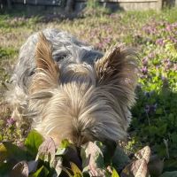 Poquoson Veterinary Hospital ico