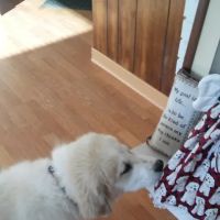 Mt Healthy Animal Hospital ico