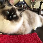 Noah's Ark Animal Clinic of Colerain