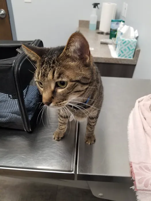 Monfort Heights Animal Clinic Picture 2