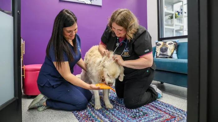 PetVet365 Pet Hospital Cincinnati / Colerain Picture 8