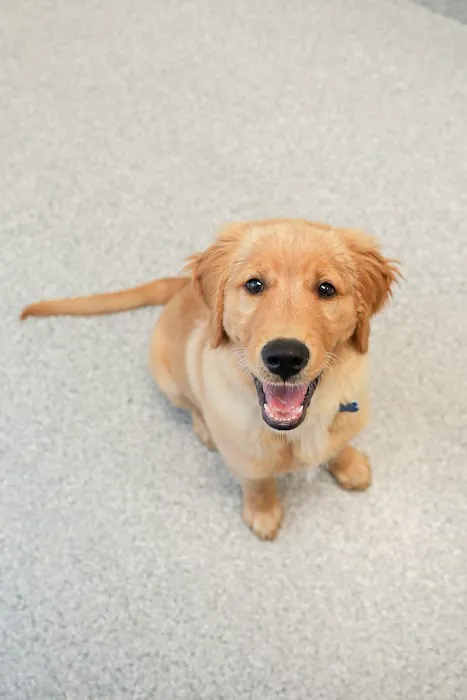 PetVet365 Pet Hospital Cincinnati / Colerain Picture 9