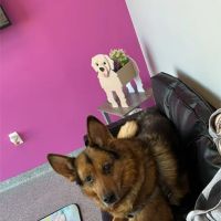 PetVet365 Pet Hospital Cincinnati / Colerain ico
