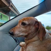 Eastland Animal Clinic ico
