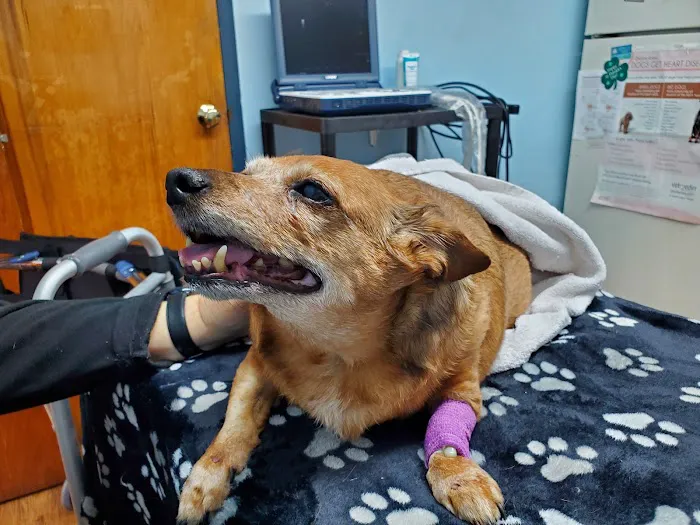 Eastland Animal Clinic Picture 2