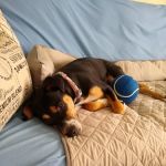 North Lexington Veterinary Clinic
