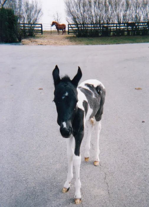 All Creatures Great & Small Animal Hospital Picture 6