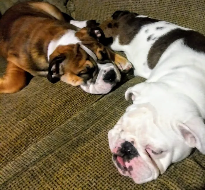 All Creatures Great & Small Animal Hospital Picture 3