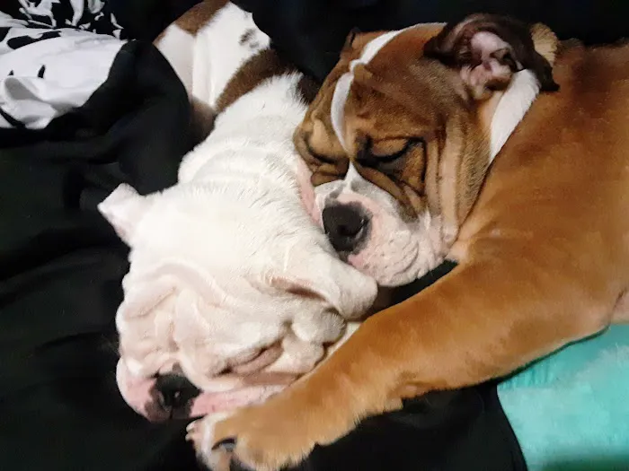 All Creatures Great & Small Animal Hospital Picture 7