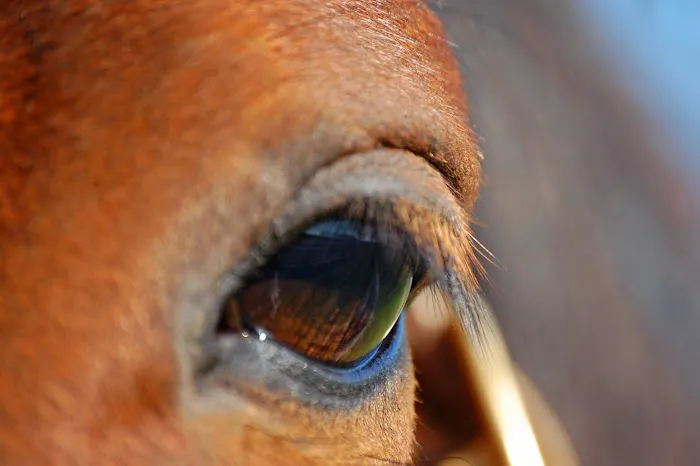 Equine Medical Associates, PSC Picture 2