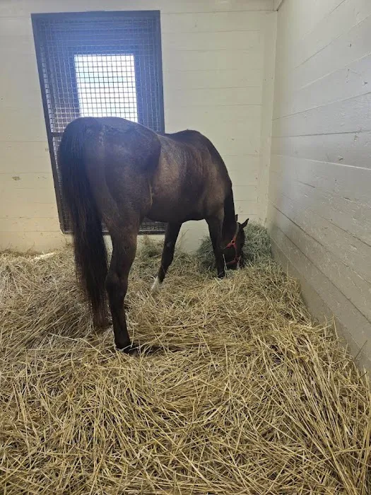 Rood & Riddle Equine Hospital Picture 8