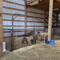 Locust Trace Veterinary Clinic Lexington KY ico