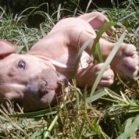 Delhi Veterinary Clinic, Inc ico